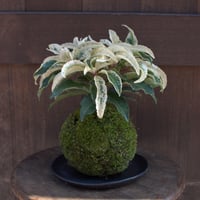 苔玉　万両(C‐10)