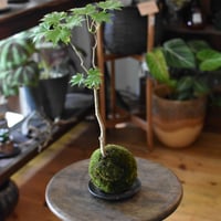 苔玉 紅葉〈葉団扇楓〉(C-17)