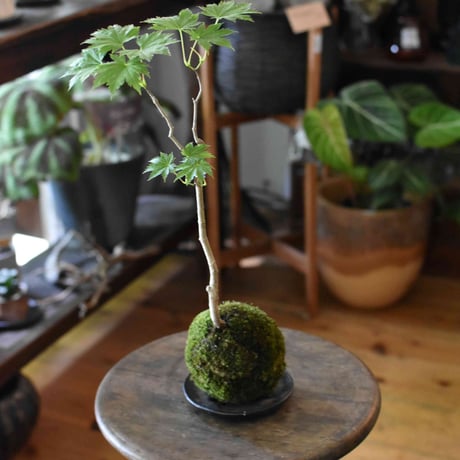 苔玉 紅葉〈葉団扇楓〉(C-17)