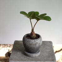 観葉植物 ザミア・フルフラセア(G-30)