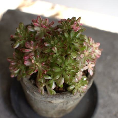 観葉植物 アエオニウム(G-34)