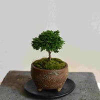 盆栽　ヒノキ(Y-24)