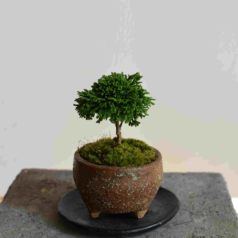 檜 盆栽 津山桧 つやまひのき - 盆栽・ミニ盆栽・苔玉の通販サイト