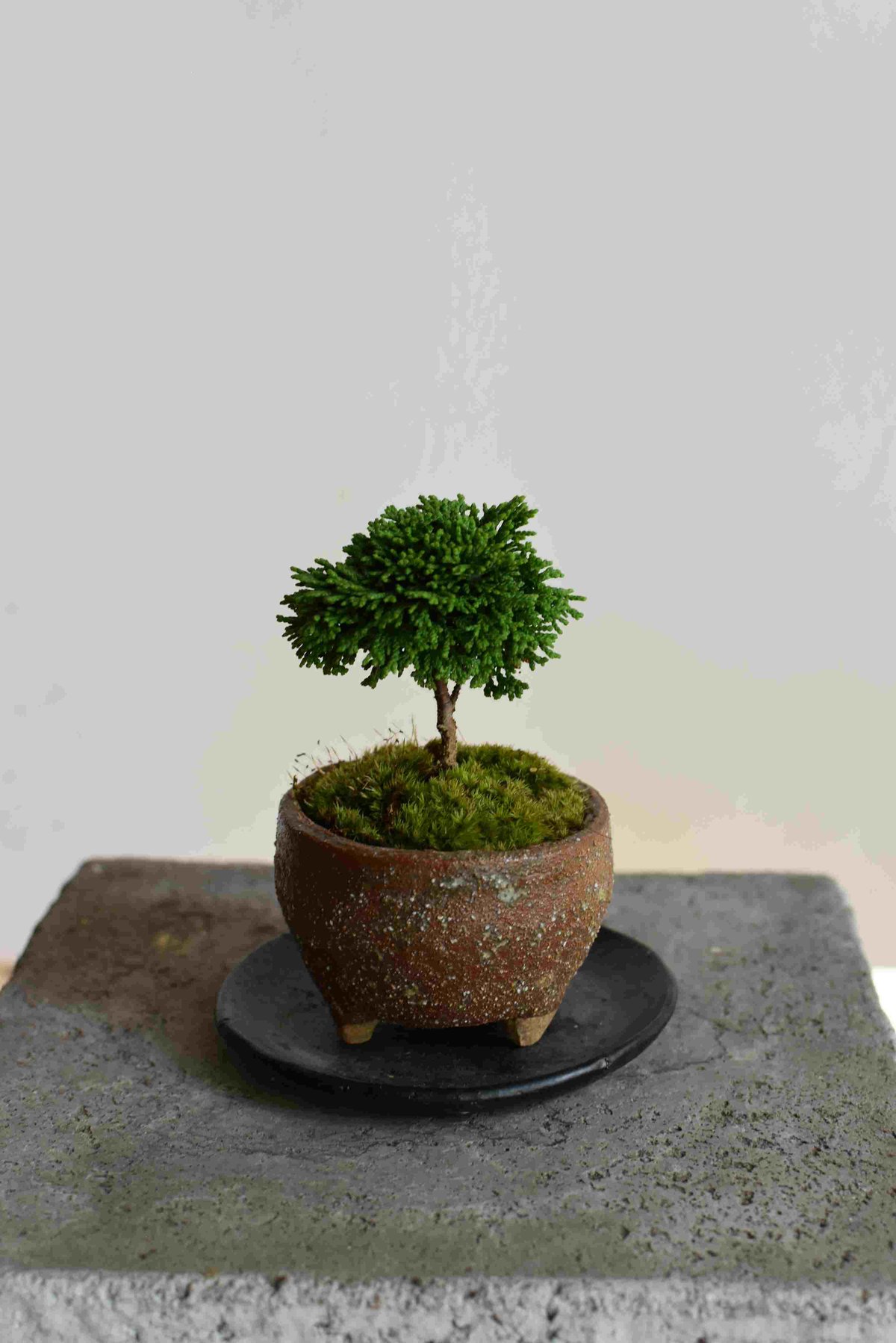 盆栽 『ヒノキ』 和風 インテリア 観葉植物 園芸 オブジェ 送料無料 228 盆栽 ヒノキ(Y-24) | hirugao