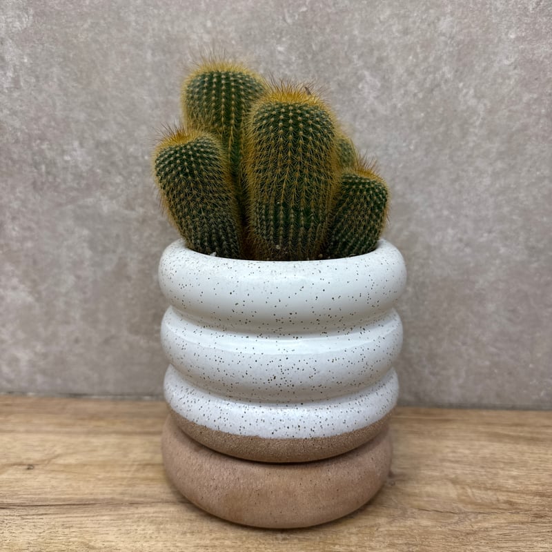 金晃丸 | sunny plants