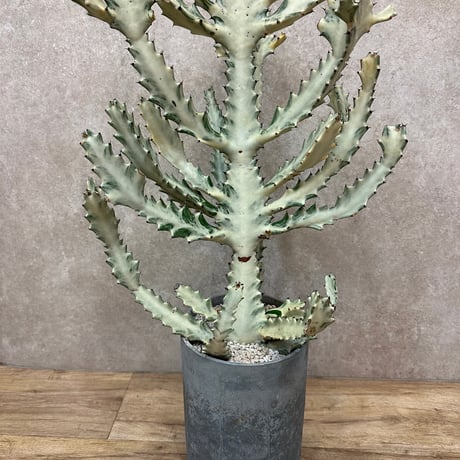 ユーフォルビアホワイトゴースト | STORES