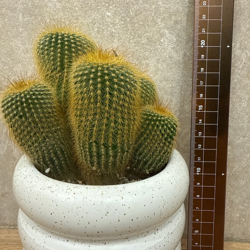 金晃丸 | sunny plants