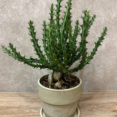 ユーフォルビアクンチー | STORES