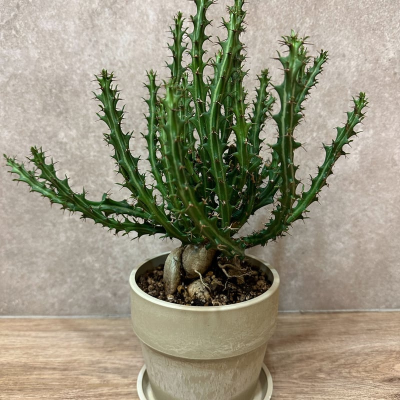 15-20年モノ 親株 ユーフォルビア クンチー 15-20年モノ 親株 ユーフォルビア クンチー ユーフォルビアクンチー