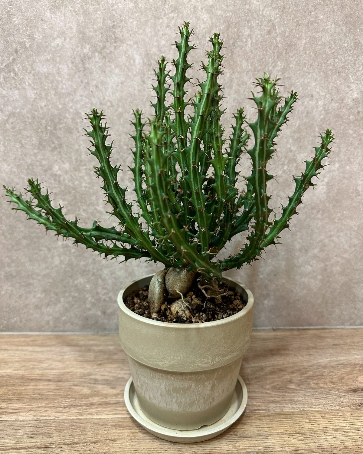 15-20年モノ 親株 ユーフォルビア クンチー ユーフォルビアクンチー