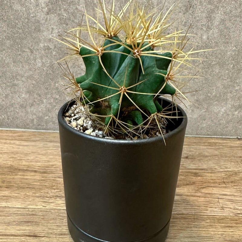 フェロカクタス・王冠竜(おうかんりゅう) | wonder plants sunny フェロカクタス・王冠竜(おうかんりゅう) | wonder plants sunny