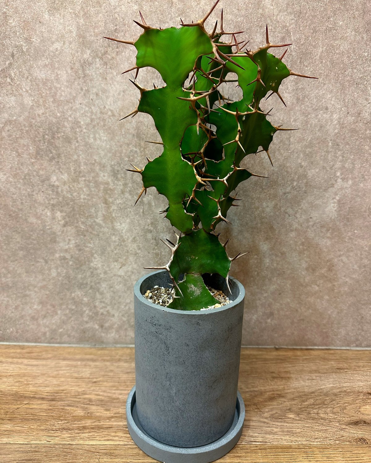 オオマトイ（サボテン•多肉植物） | sunny plants