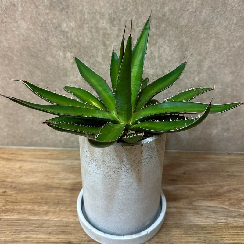 アガベガルシアメンドーサ | sunny plants