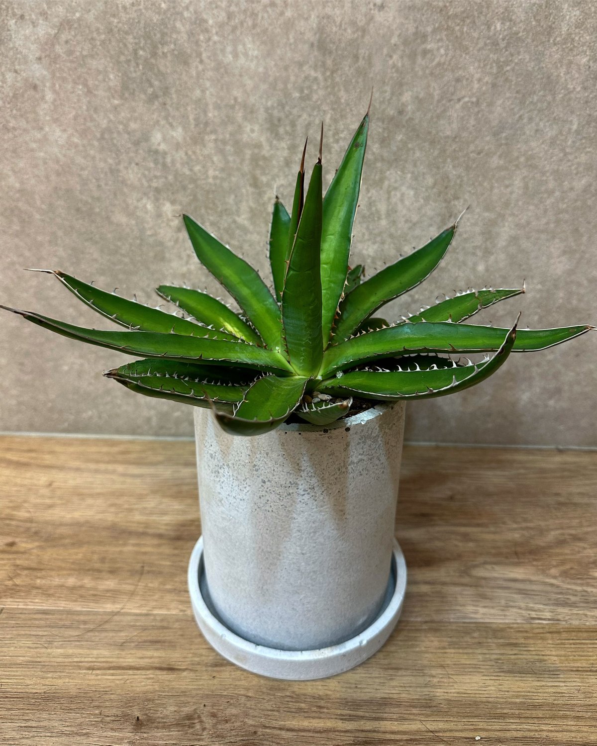 アガベガルシアメンドーサ | sunny plants