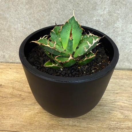 アガベチタノタシーザー | STORES