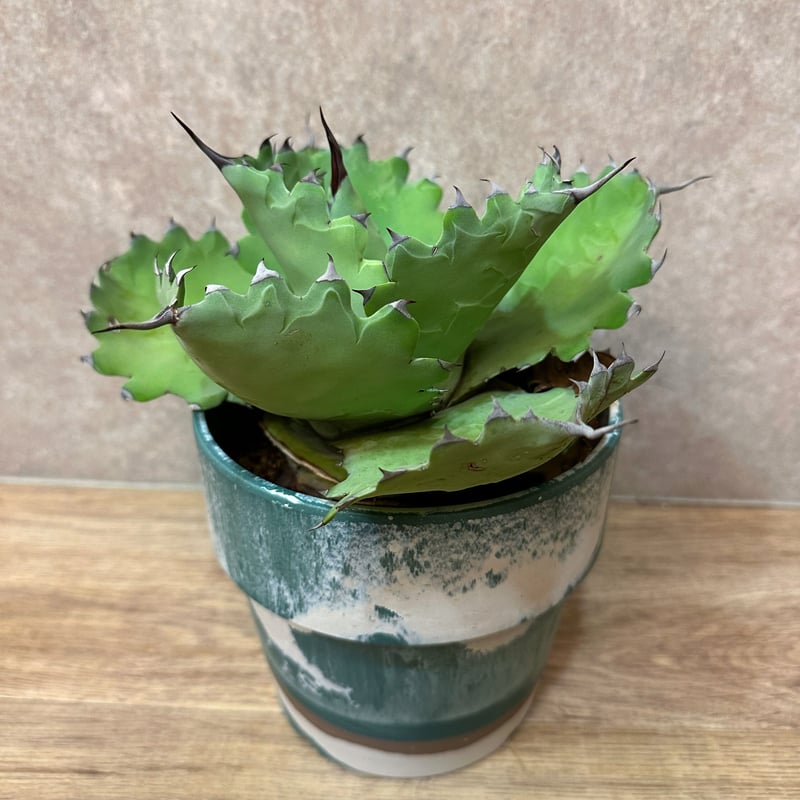 アガベシーマニアナ | sunny plants