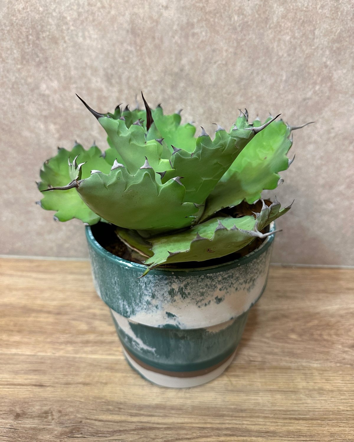 アガベ シーマニアナ 種子】アガベ シーマニアナ Agave seemanniana 5粒 | Cadeauvert