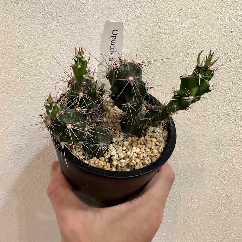 オプンチア インビクタ【 Opuntia invicta 】 (3. 5号黒鉢