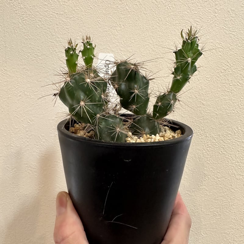 オプンチア インビクタ【 Opuntia invicta 】 (3. 5号黒鉢