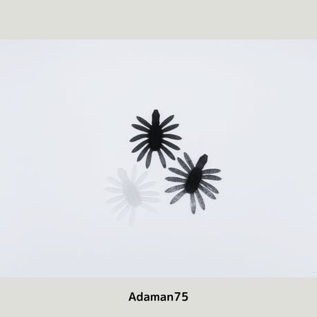 Adaman75 /  6月限定カラー追加