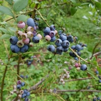 ブルーベリー(凍らせた物)　500ｇ　4個～8個