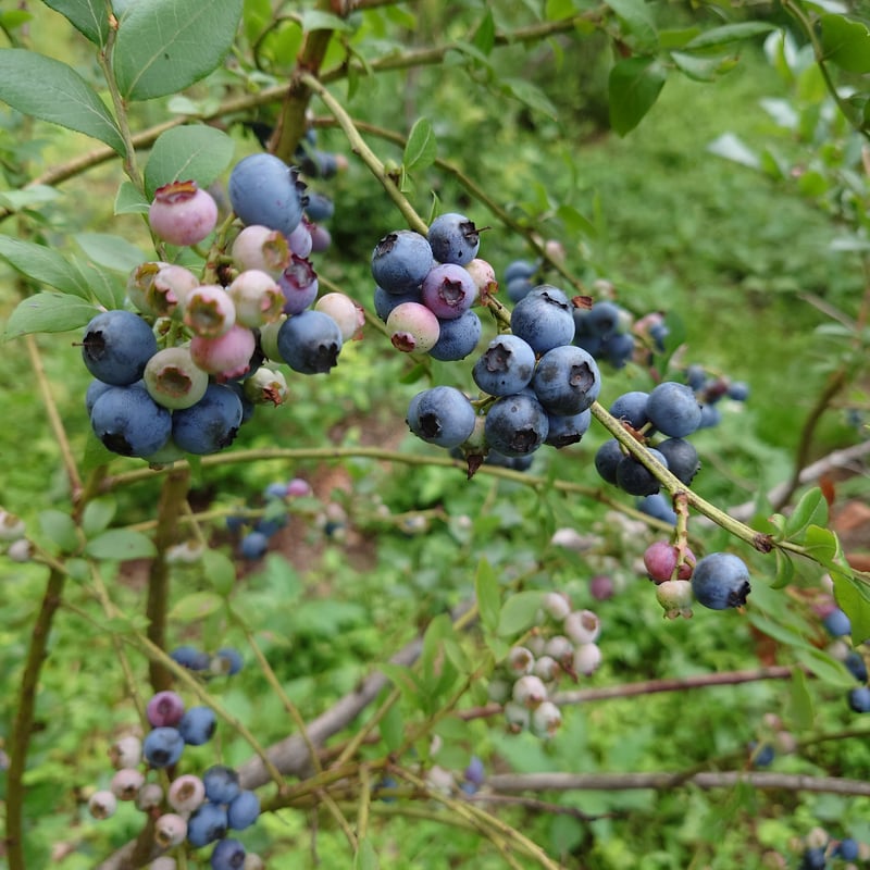りんご、ブルーベリー2、グレープ1 ブルーベリー 苗木2種 セット ハイブッシュ系【 ブルークロップ 1個 +