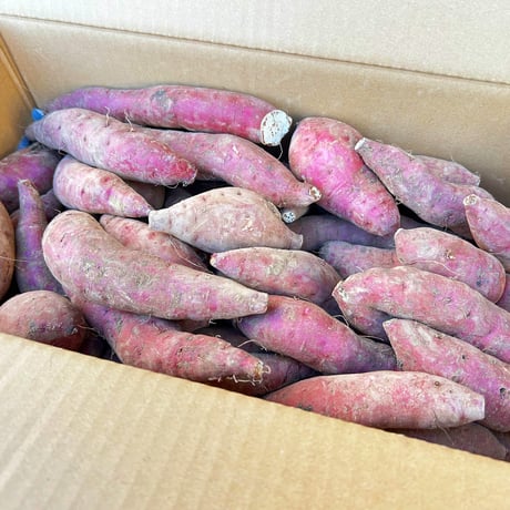 南国蜜芋M〜Lサイズ／10kg