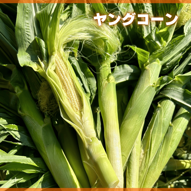 ヤングコーン 25本入 | うとさんち オンラインショップ