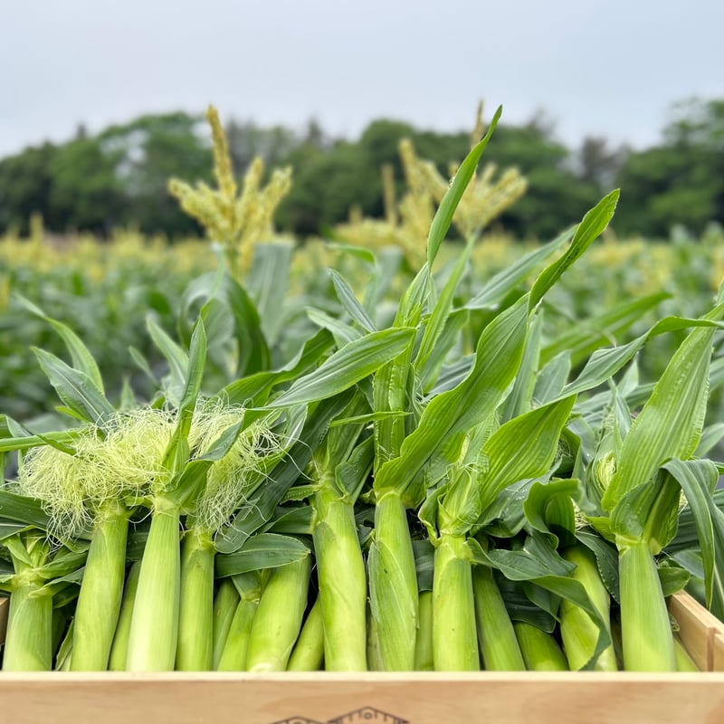 ヤングコーン 25本入 | うとさんち オンラインショップ