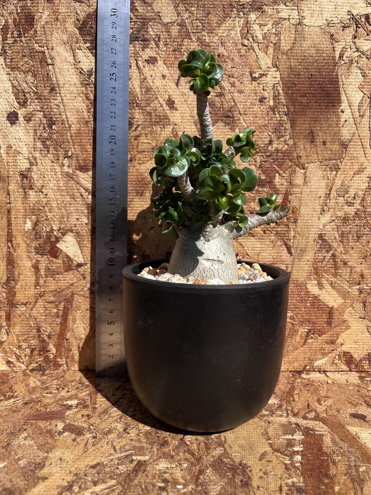 獅子葉/アデニウム】Dorset Horn Adenium(DHA) ⑤ 獅子葉 獅子葉/アデニウム】Dorset Horn Adenium(DHA) ⑤ 獅子葉