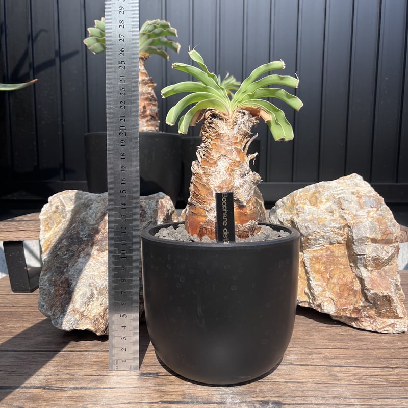 な*ち様 ブーファン ディスティチャ ブーファン ディスティチャ | GREEN LUCK