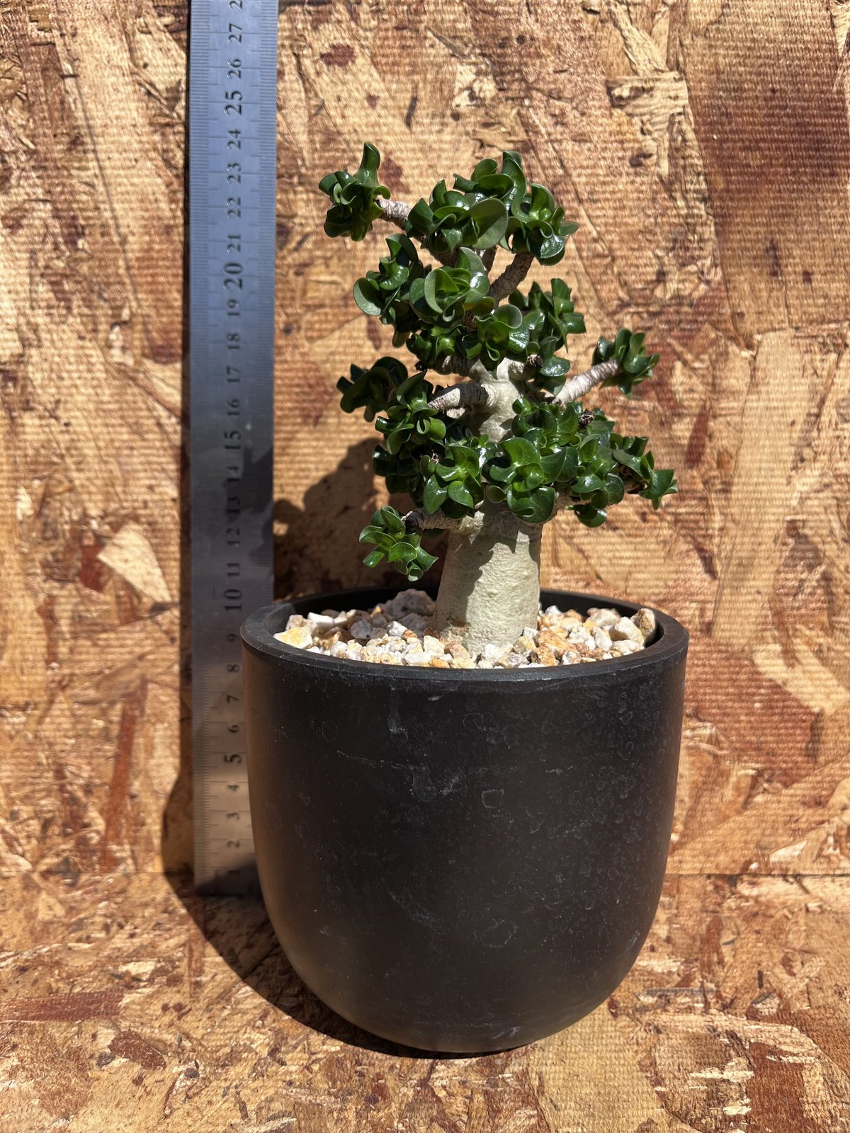 アデニウムアラビカムA-6(獅子葉) D.H.A Adenium Arabicum Dorse