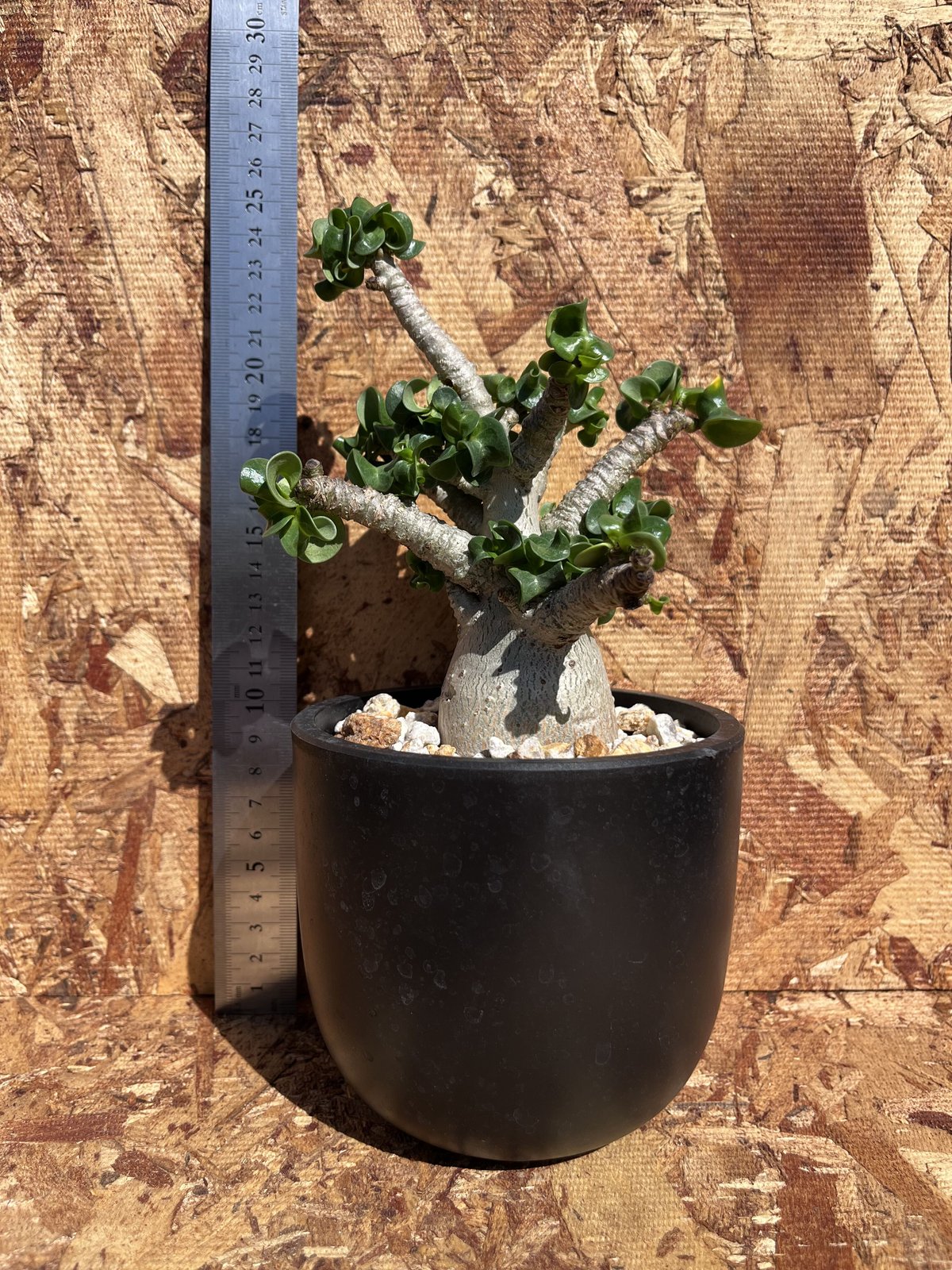 o1 アデニウム ドーセットホーン 獅子葉 塊根植物 ムカデ足 アラビカム