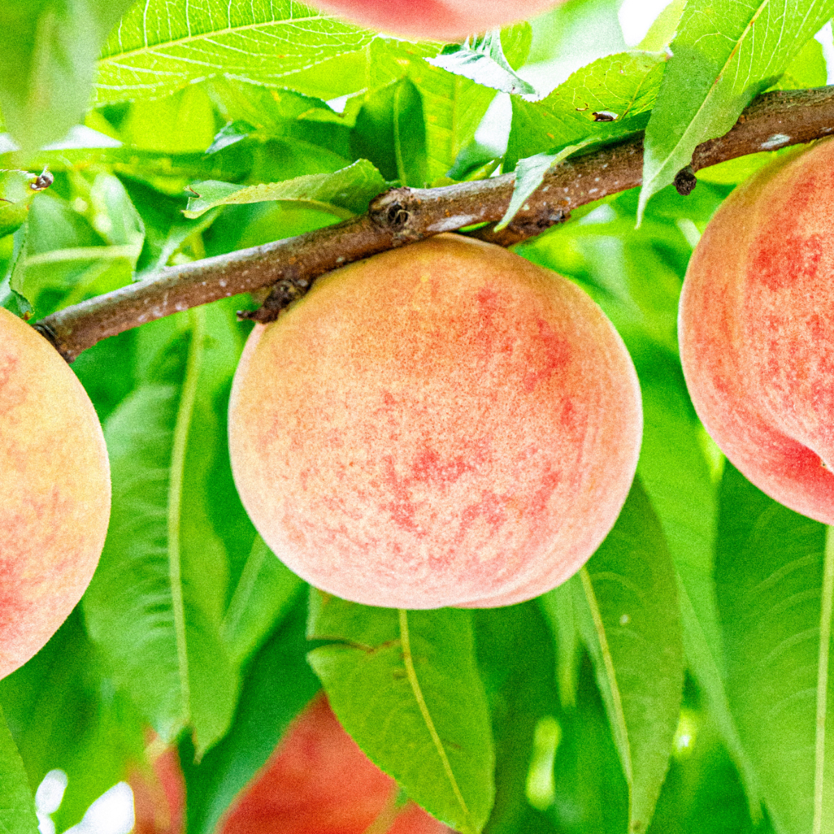 極晩成・完熟もも「幸茜(さちあかね)」 | はねだ桃園オンラインストア