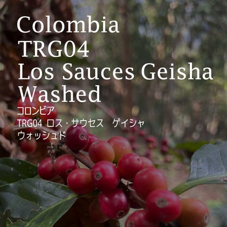 コロンビア   TRG04  ロス・サウセス　ゲイシャ　ウォッシュド ／COLOMBIA--TRG04 Los Sauces geisha wash
