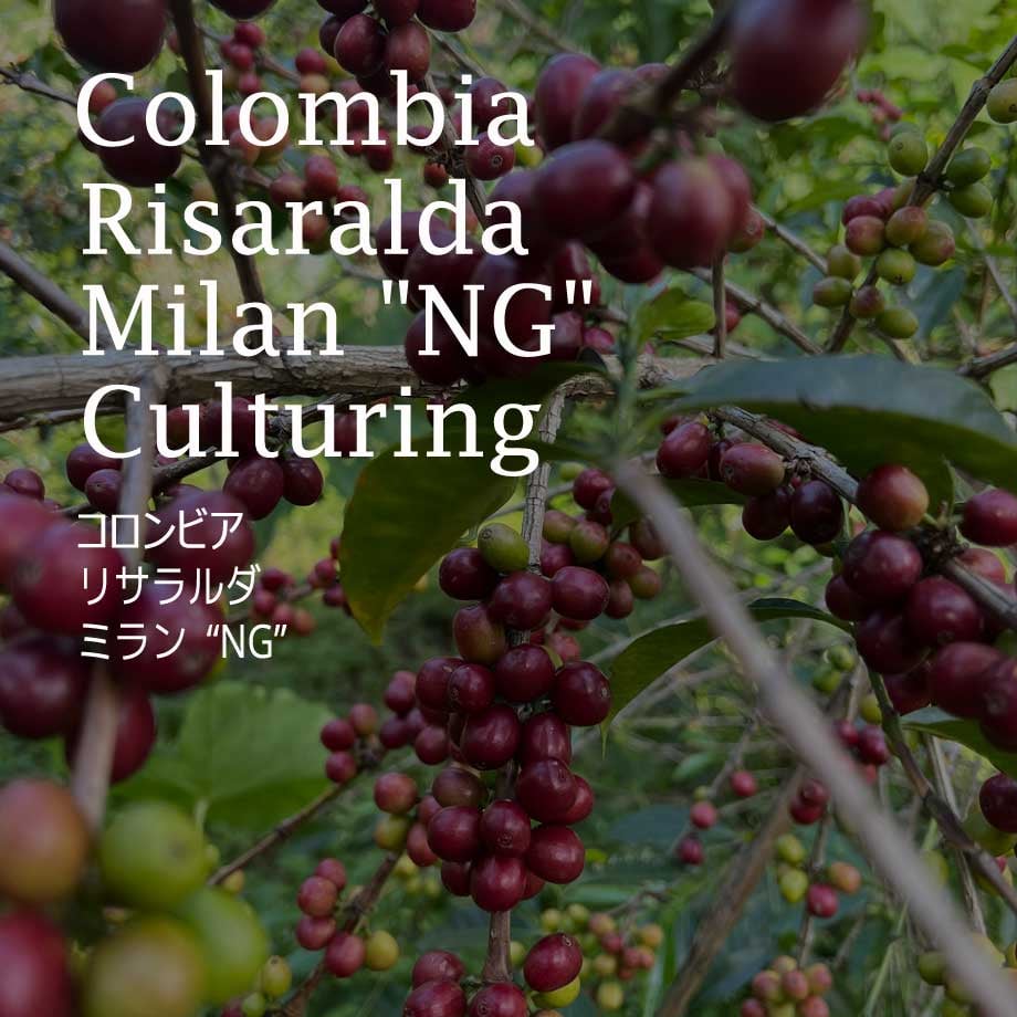 コロンビア リサラルダ・ミラン “NG”／COLOMBIA--Risaralda Mi