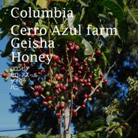 コロンビア　セロ・アスール　ゲイシャ　ハニー／COLOMBIA--Cerro Azul Geisha Honey