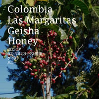 コロンビア　ラス・マルガリータス　ゲイシャ　ハニー／COLOMBIA--Las Margaritas Geisha Honey