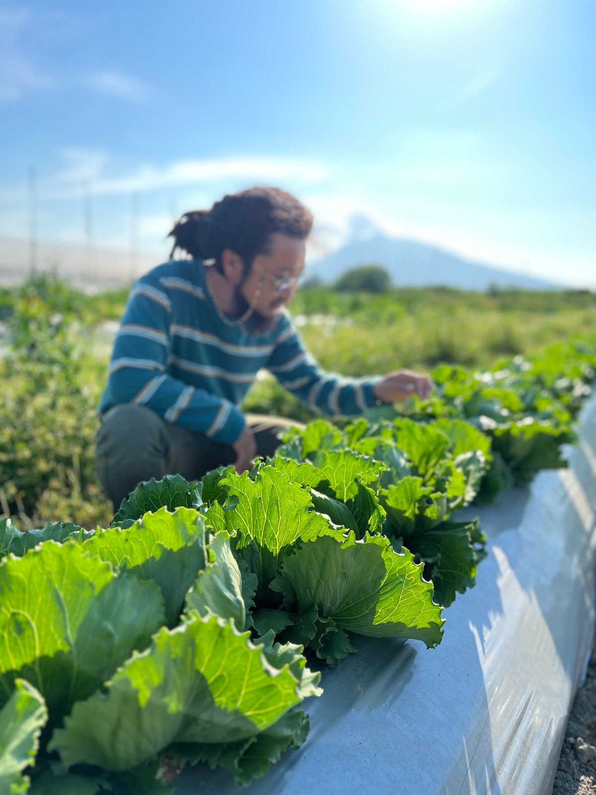 有機野菜セット『Mサイズ』3〜4人分 | ミウラファーム津軽『Organic