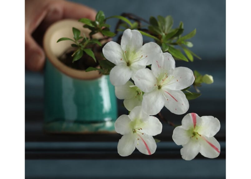 緑釉 竹鉢 S (Green Bamboo Style : rb017) | rinhapot