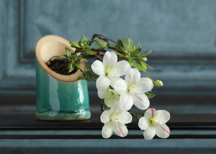 緑釉 竹鉢 S (Green Bamboo Style : rb017) | rinhapot