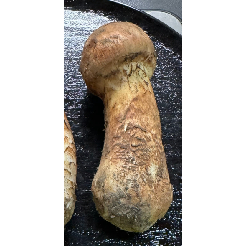 松茸　494g＋519g＝1013g　つぼみ 良品＞つぼみ | 国産松茸通販の松茸堂｜朝採れの天然松茸を全国へ配送
