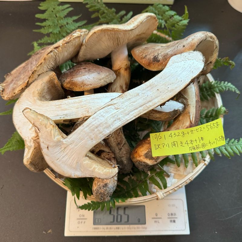 北海道　松茸　300g 訳あり 北海道松茸300g 訳あり