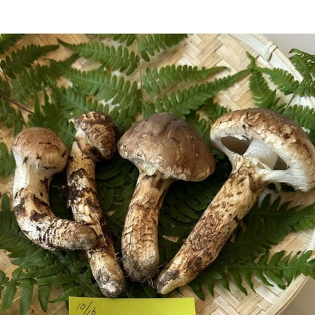 国産天然松茸‼️10／7朝採れ‼️790g‼️ 国産天然松茸‼️10／7朝採れ‼️790g‼️ 松茸 国産 マツタケ 朝採れ