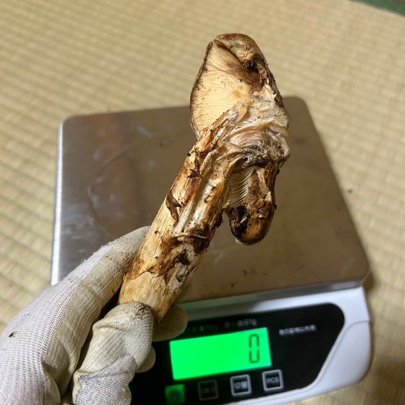 現品限り 松茸加工用盛り合わせ555g 10,000円 | 国産松茸通販の