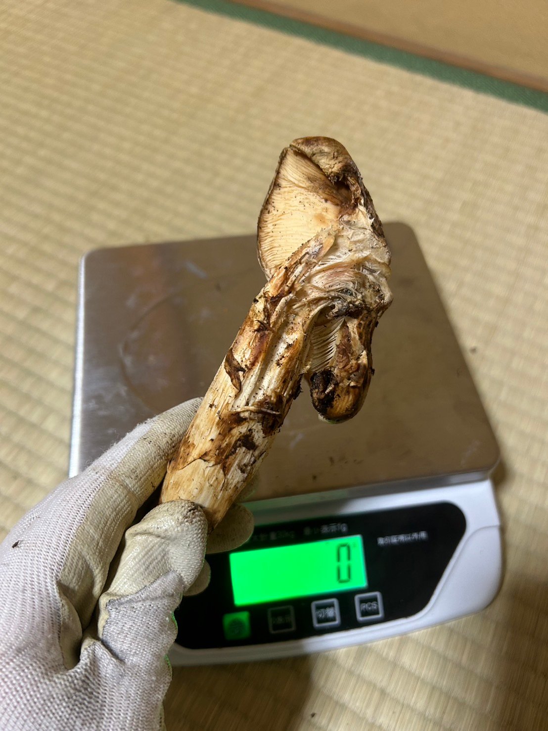 松茸　フランボワーズ様用 北米産松茸 超特選 つぼみ | G-Callショッピング