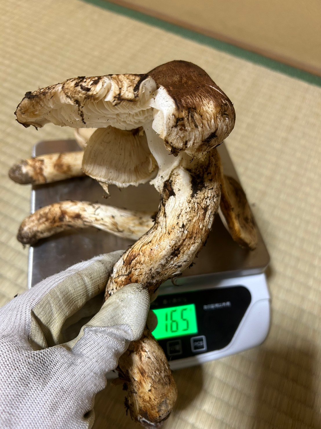 現品限り 松茸加工用盛り合わせ555g 10,000円 | 国産松茸通販の
