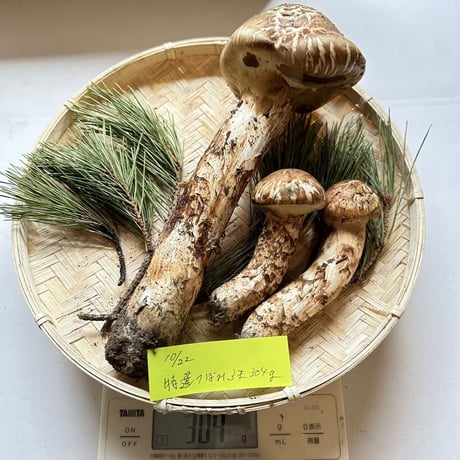 国産松茸通販の松茸堂|朝採れの天然松茸を全国へ配送