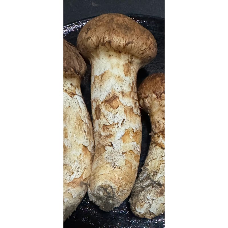 タカ＆ヨシ 南信州豊丘産 松茸225ｇ つぼみ タカ＆ヨシ 南信州豊丘産 松茸225g つぼみ タカ＆ヨシ 南信州豊丘