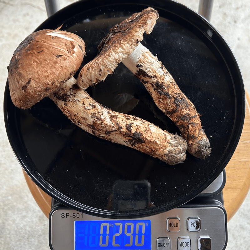 2024年10月発送】＜訳あり＞（300g～） | 国産松茸通販の松茸堂